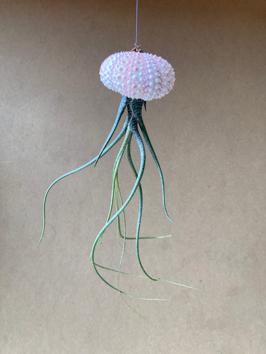 Tillandsia méduse suspendue dans une coquille d'oursin rose