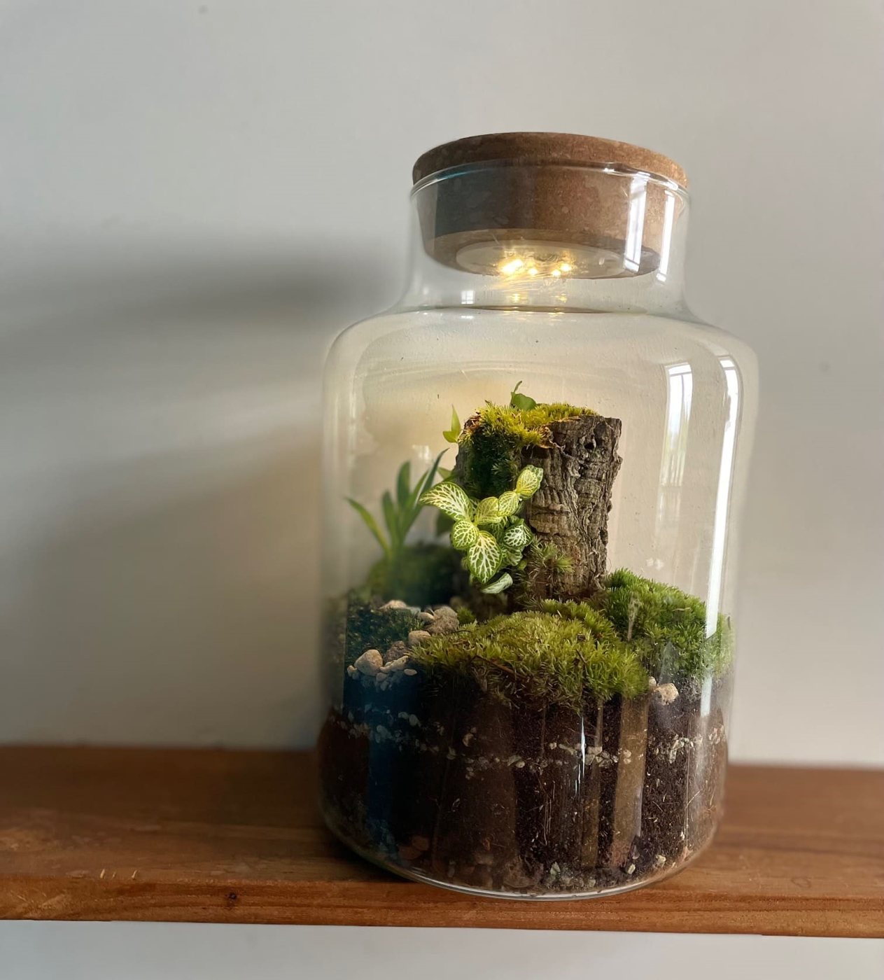 Terrarium fermé avec mousse, fittonia et bois, éclairé par un bouchon LED